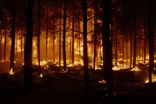 Wildforest fire burning forest trees eecological disaster smoke aerial view from helicopter danger death animals damage hazard blaze pollution tragedy photo