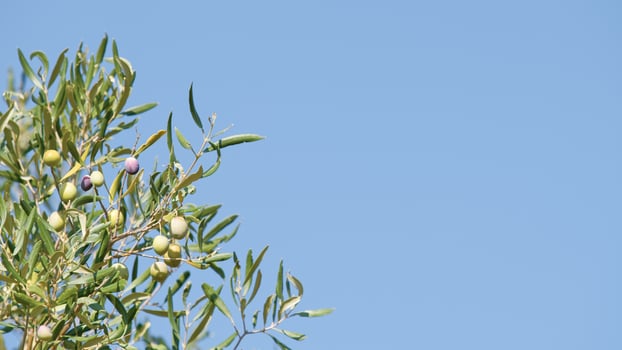 The branches of olive in Calabria region photo