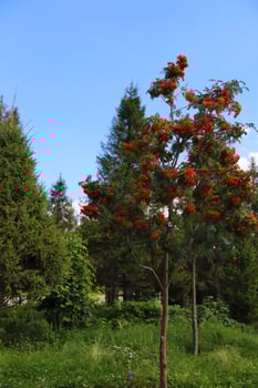 Young red rowan tree with berries in summer park. Blue sky and little forest. photo