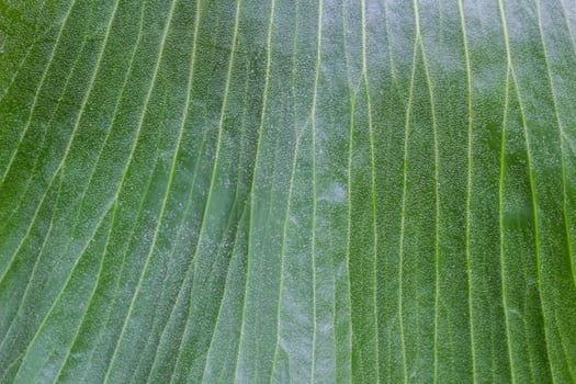 beautifully arranged background of leaves is natural pattern of leaves that occurs by itself and background images of leaves are also commonly used for adding text onto empty space of the background photo