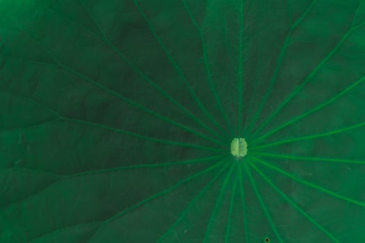 beautifully arranged background of leaves is natural pattern of leaves that occurs by itself and background images of leaves are also commonly used for adding text onto empty space of the background photo