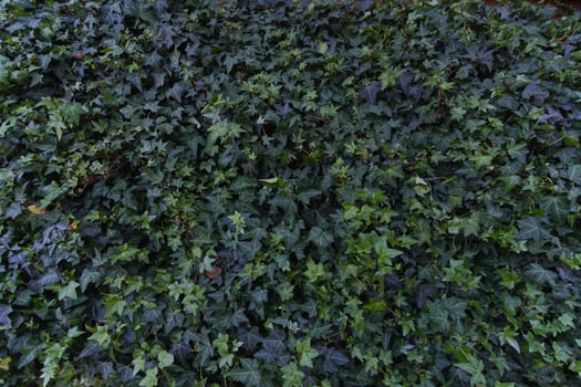 beautifully arranged background of leaves is natural pattern of leaves that occurs by itself and background images of leaves are also commonly used for adding text onto empty space of the background photo