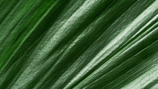 Extreme close up view of tropical leaf, background photo