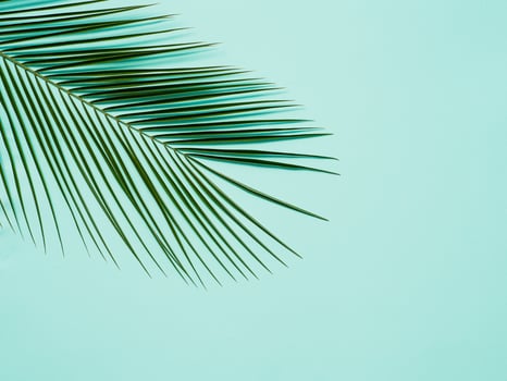 Palm leaves on pastel blue background, copy space photo