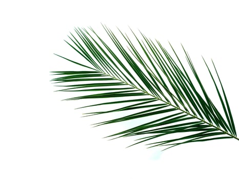 Palm leaves on brown wooden background, copy space photo