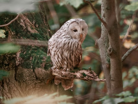 Beautiful Ural Owl, Strix uralensis photo