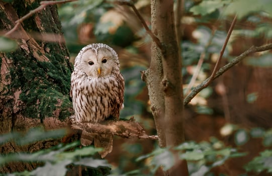 Beautiful Ural Owl, Strix uralensis photo