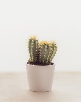 Cactus in a round white pot on a light plain background with copy space photo
