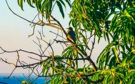 Mexican red headed woodpecker on a tree by the sea Mexico. photo