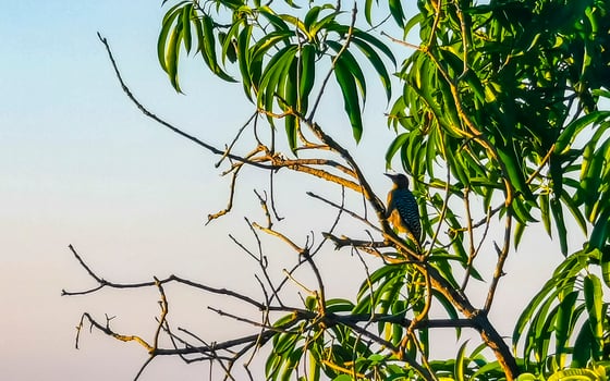 Mexican red headed woodpecker on a tree by the sea Mexico. photo