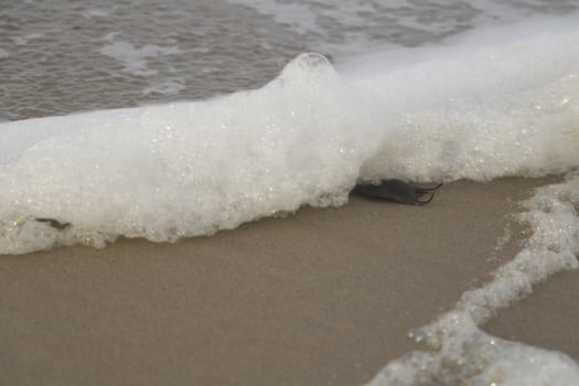foam at the beach, winter in the Netherlands photo