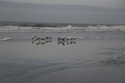 oystercatchers at the high tide line photo