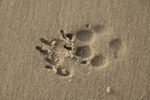 print in the sand of a dogs paw photo