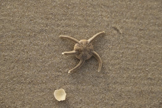 starfish at the beach photo