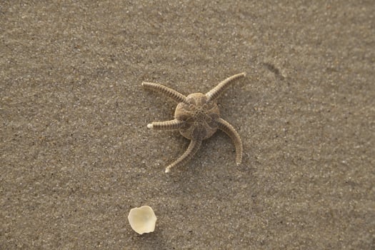 starfish at the beach photo