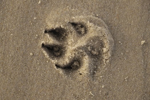 print in the sand of a dogs paw photo
