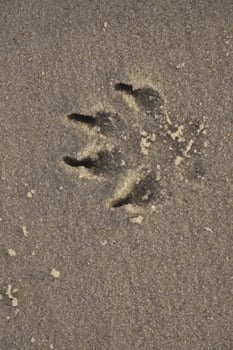 print in the sand of a dogs paw photo