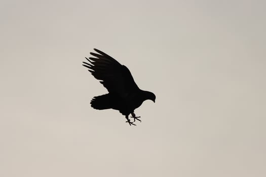 dove flying in cloudy sky and silhouette photo