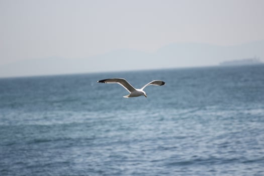 seagull flying in blue sky photo