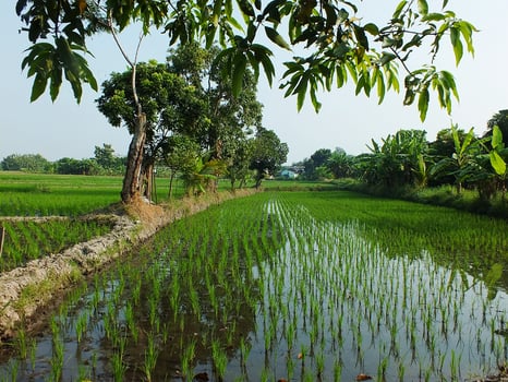 Beautiful scenery of green rice field. Landscape of the agricultural Oryza sativa field. Rural ambience in the morning photo