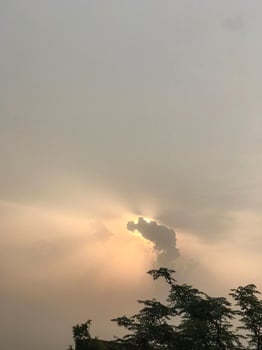 a tree with green leaves and a sky background photo