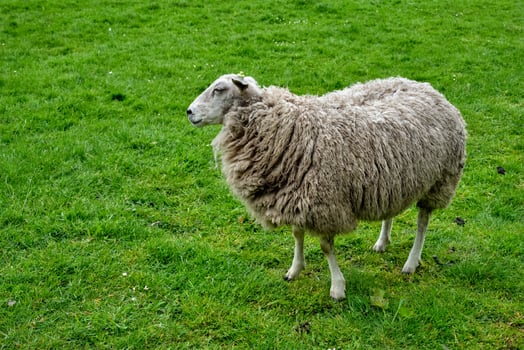 Sheep gazing in green field photo