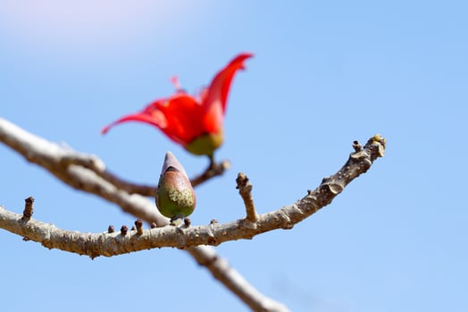Red cotton tree buds are single flowers that appear at the tips of branches or at the tips of shoots. The flowers are large, crimson pink, red, scarlet. photo
