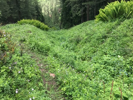 Trekking towards Pin Pass Trek in Himachal Pradesh, India photo