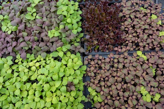 Shiso or perilla leave seedling growing on planting tray is staple ingredient for Japanese and Korean food photo