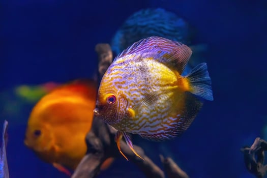 Yellow tropical fish Symphysodon discus in the aquarium, oceanarium pool photo