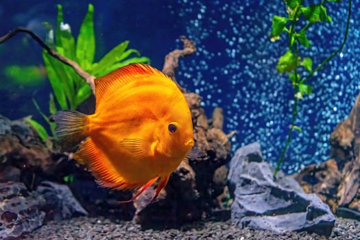 Yellow tropical fish Symphysodon discus in the aquarium, oceanarium pool photo