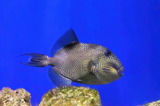 Yellow spotted or Blueline Triggerfish, Pseudobalistes fuscus swimming in blue water photo