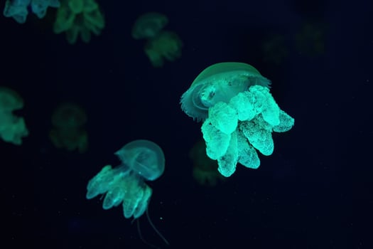 Group of yellow fluorescent jellyfish swimming underwater aquarium pool photo