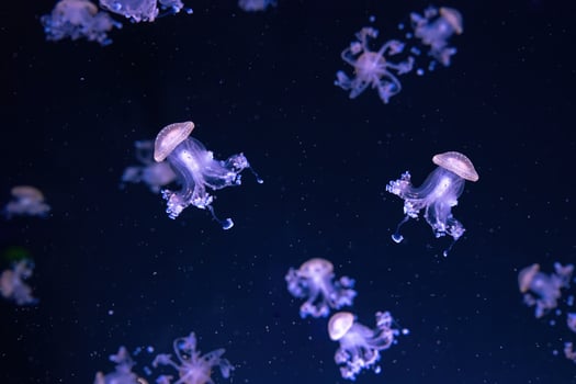 Group of fluorescent jellyfish swim underwater aquarium pool wtih purple neon light photo