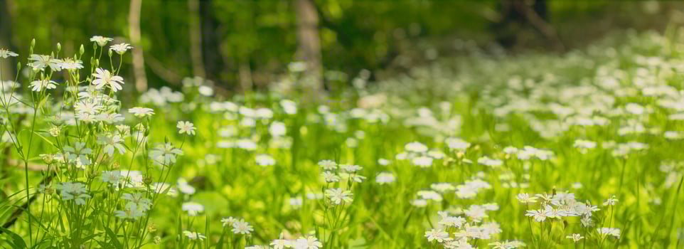 Beautiful panoramic natural spring summer background,wild meadow in forest, young green lush grass with small white flowers close-up against a blurred forest background photo