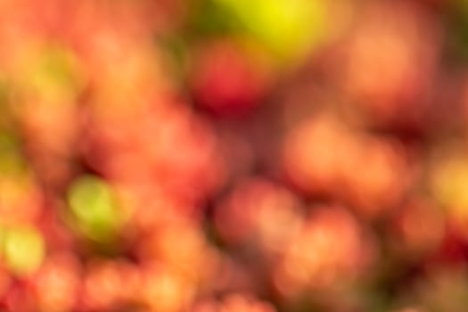 a blurry image of a red and green plant photo