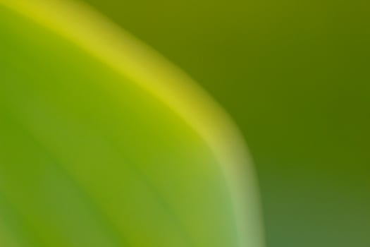 defocused bright green sunny abstract background with golden lines, Eco friendly natural concept photo