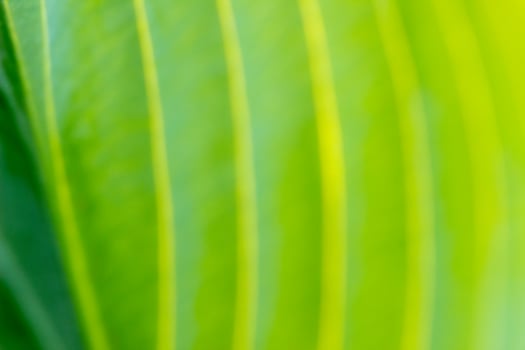 bright green sunny abstract background with golden lines, Eco friendly natural concept photo