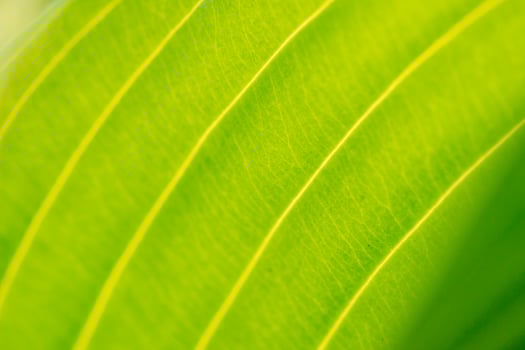 bright green sunny abstract background with golden lines, Eco friendly natural concept photo
