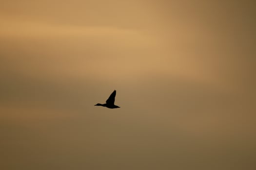 silhouette, bird flies by sunset photo