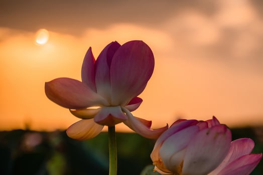 Sunrise in the field of lotuses, Pink lotus Nelumbo nucifera sways in the wind. Against the background of their green leaves. Lotus field on the lake in natural environment. photo