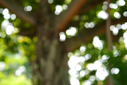 blurred photograph of forest tree, out of focus photograph. photo