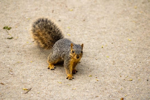 Fox Squirrel on a Walking Path photo