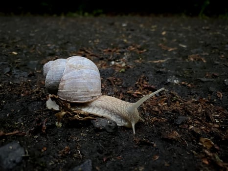 Snail crawling on the ground close-up view photo