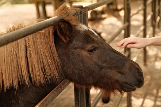 horse at the farm photo