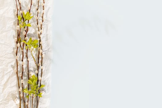 Willow twigs, green leaves and eggs on a blue background photo