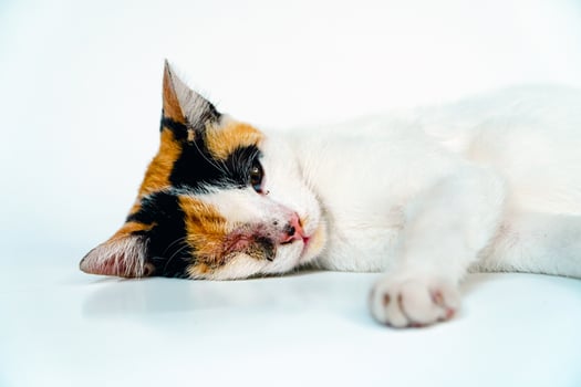A 2 year old adult domestic cat with a wound over its right eye is relaxing on a white background. Close up image of a white cat with a pattern that is posing lazily and looks very relaxed and cute photo