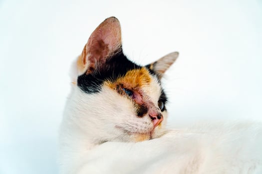 A 2 year old adult domestic cat with a wound over its right eye is relaxing on a white background. Close up image of a white cat with a pattern that is posing lazily and looks very relaxed and cute photo