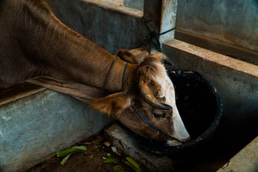 Close up of head of brown and white striped dairy cow in breeding pen. Dairy cows can produce large amounts of milk. Apart from milk, cow dung is also used as compost which is good for plants. photo