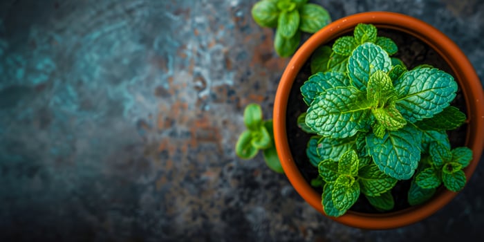 A potted mint plant on a table, banner photo